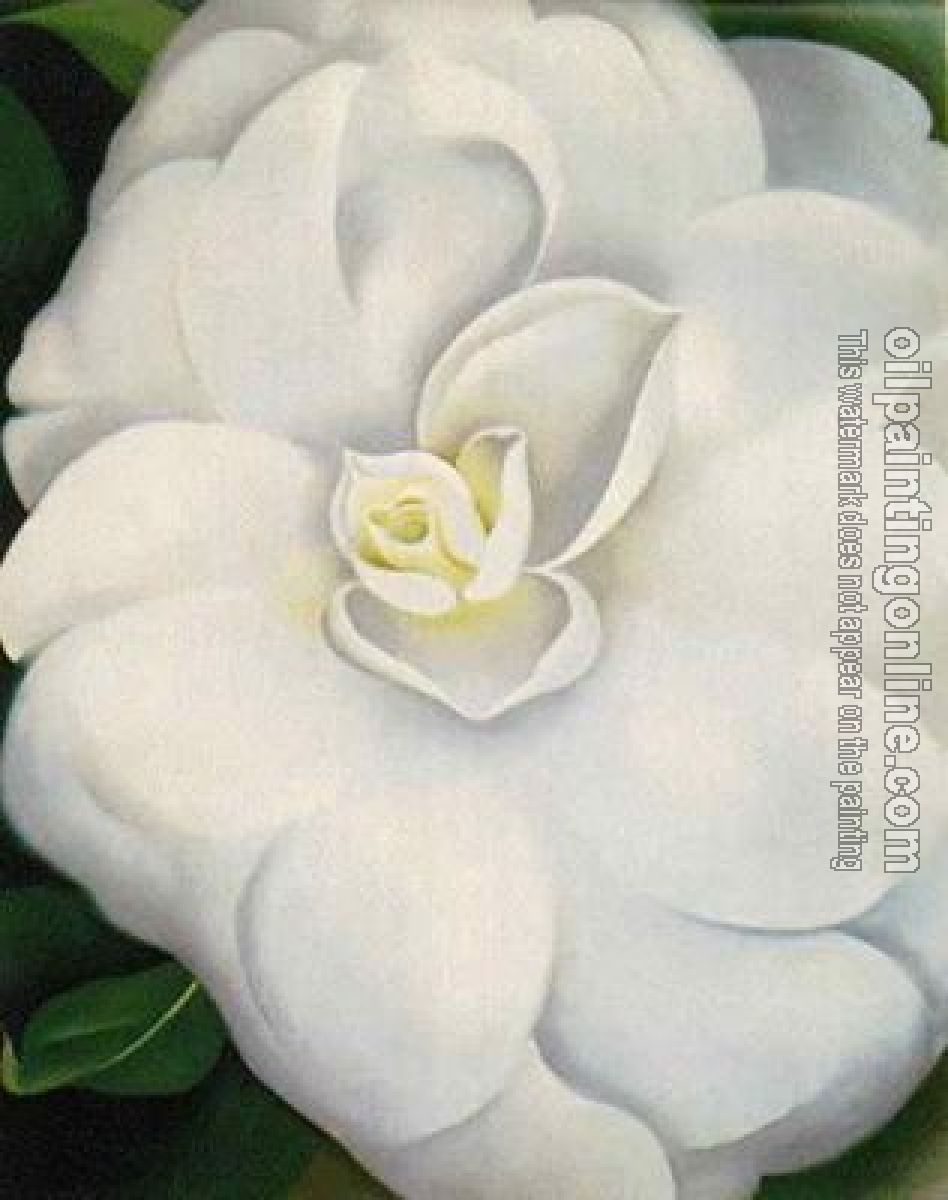 O Keeffe, Georgia - White Camelia